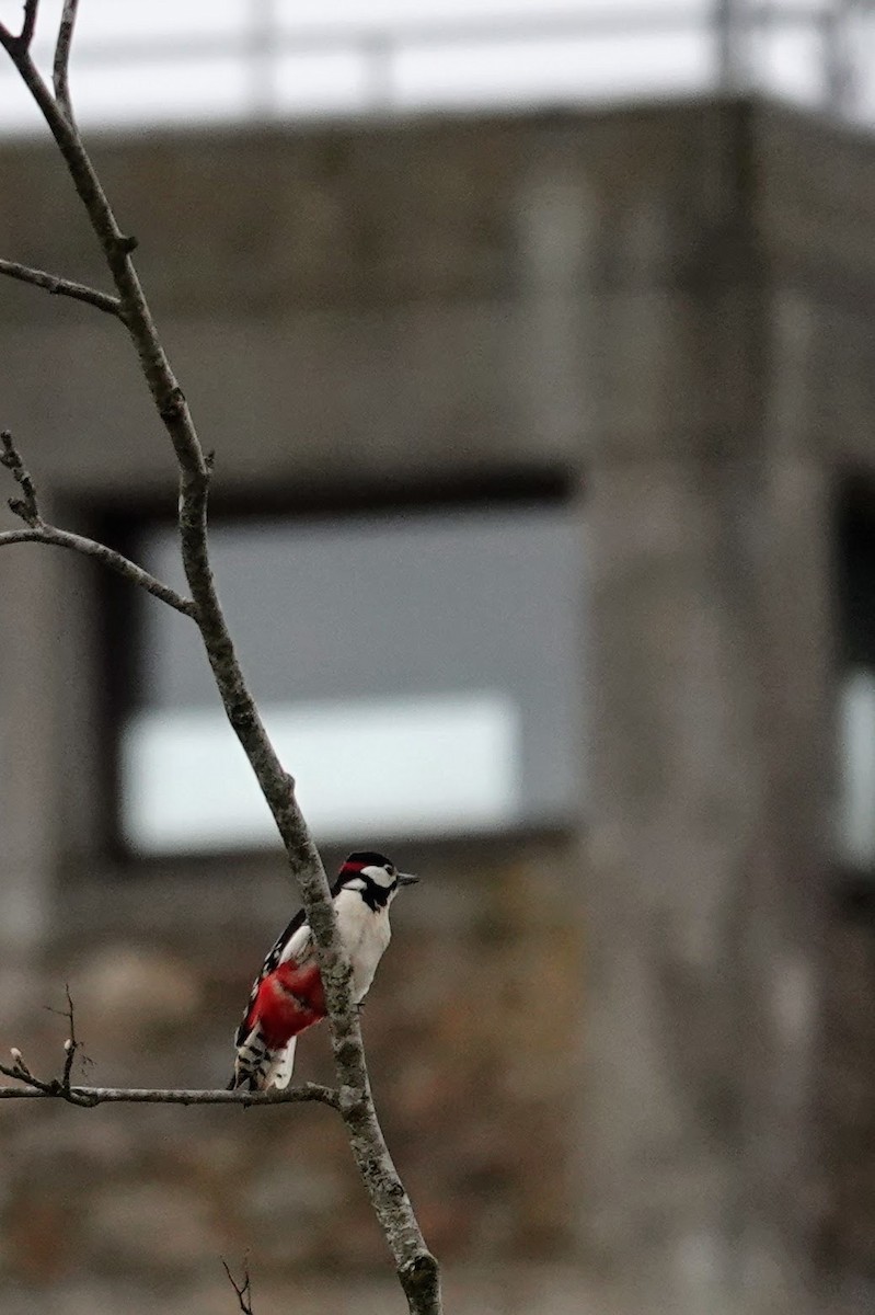 Great Spotted Woodpecker - Brecht Caers
