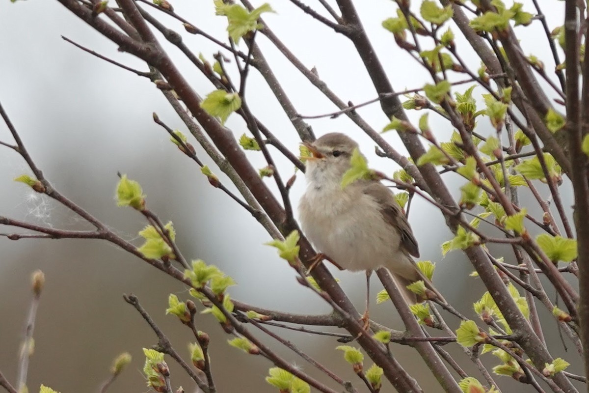 Willow Warbler - Brecht Caers