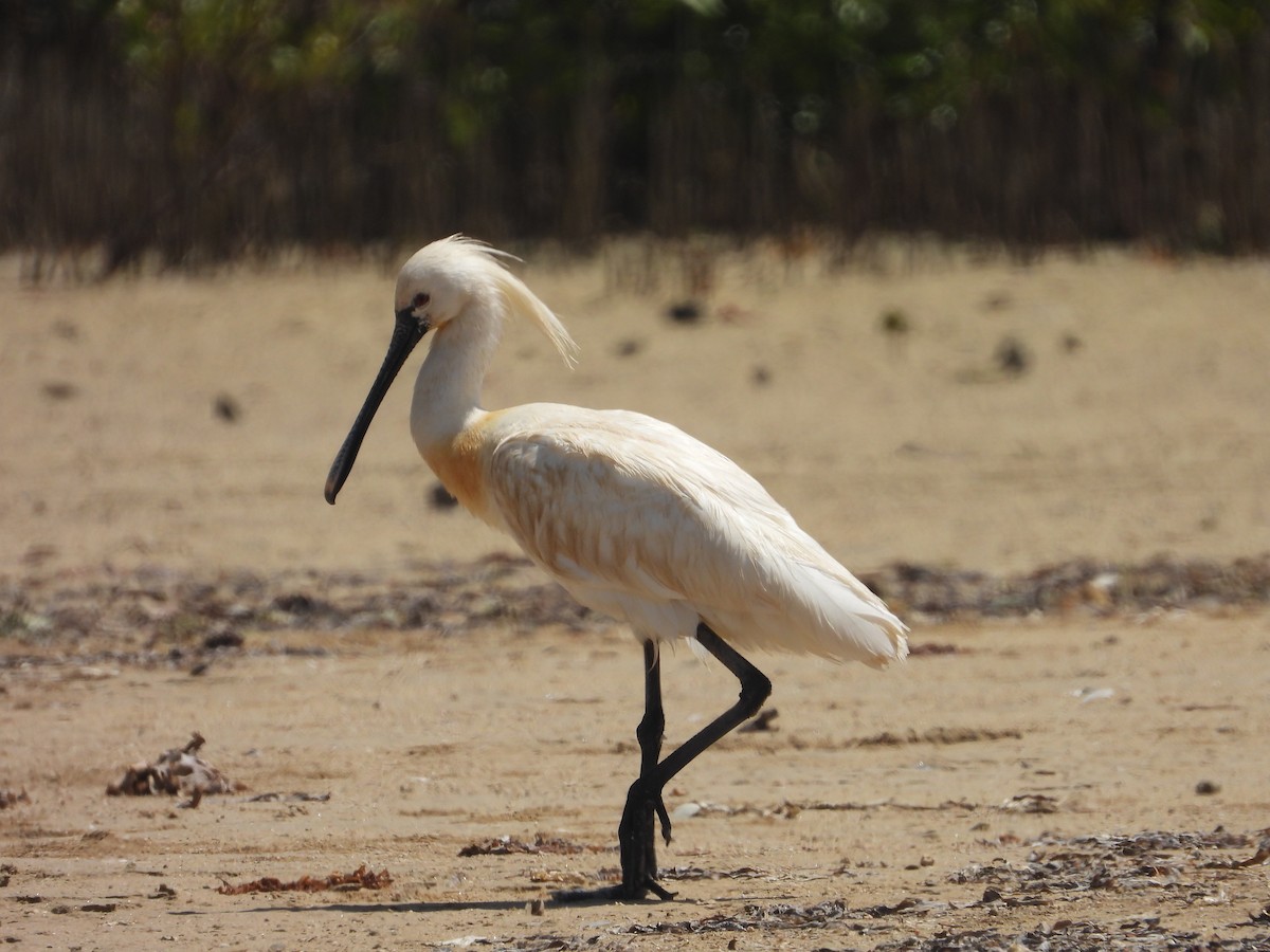 Eurasian Spoonbill - Daria Vashunina