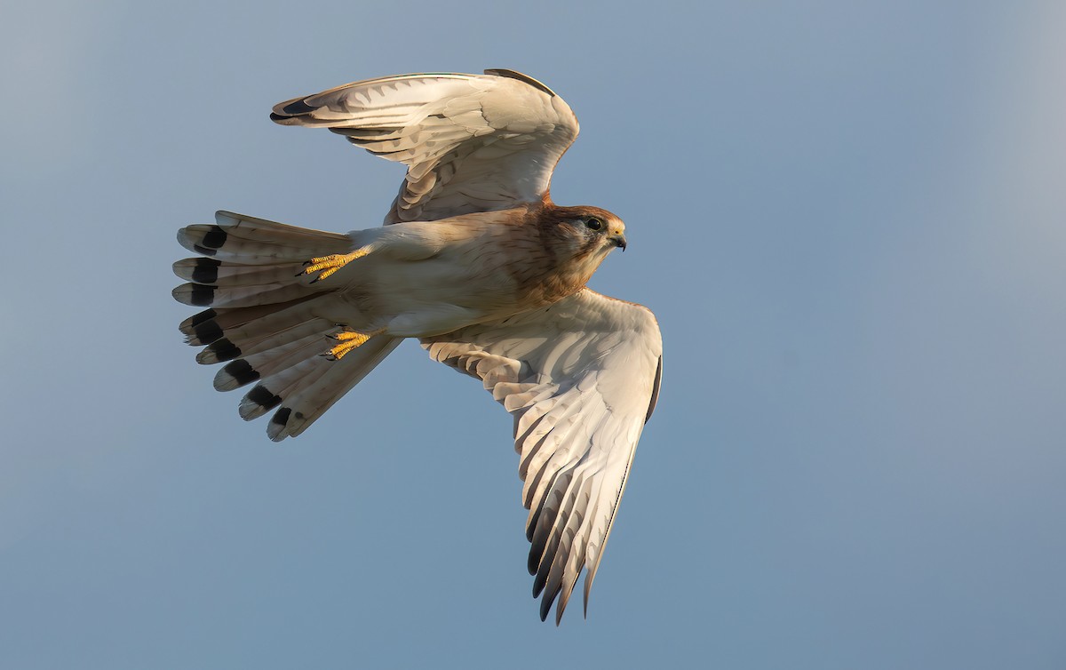 Nankeen Kestrel - ML567184951