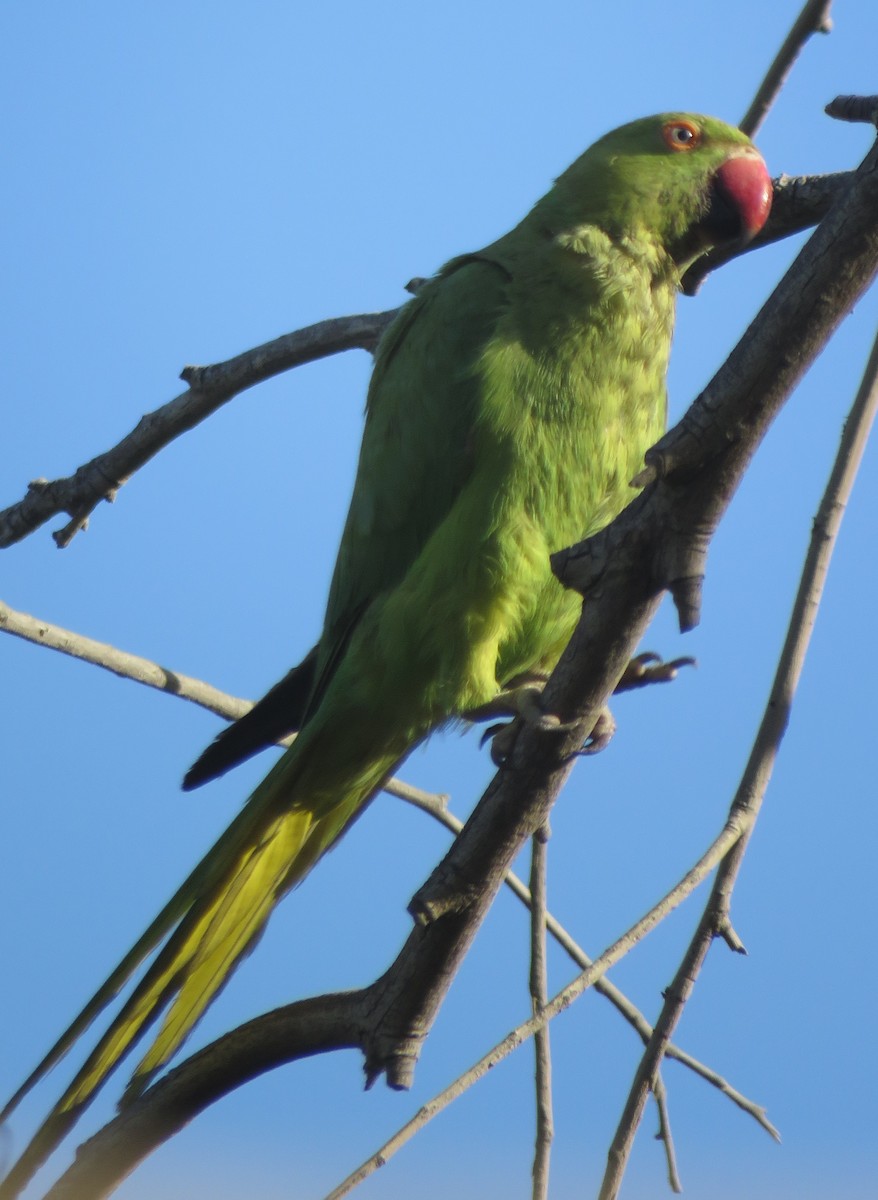 Rose-ringed Parakeet - Stephan Megroz