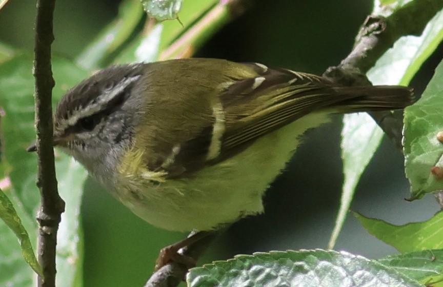 Ashy-throated Warbler - ML567185391