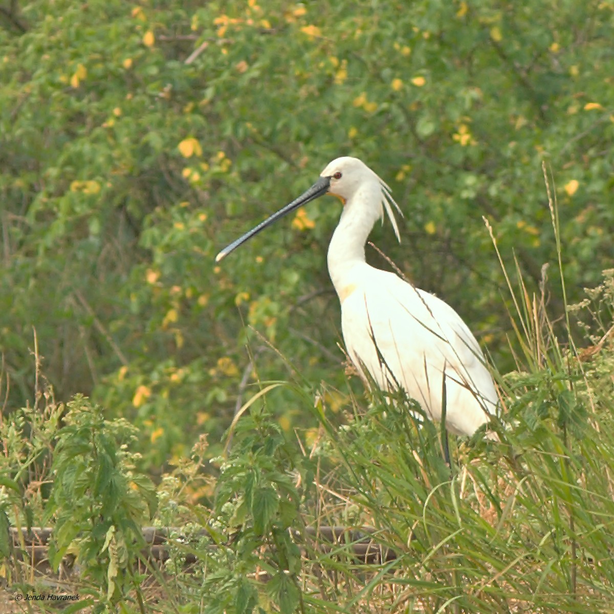 Eurasian Spoonbill - ML567185621