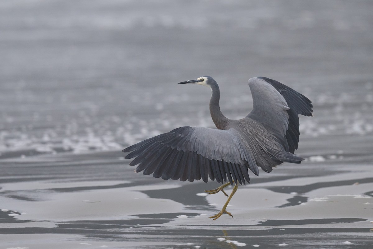 White-faced Heron - Nick Beckwith