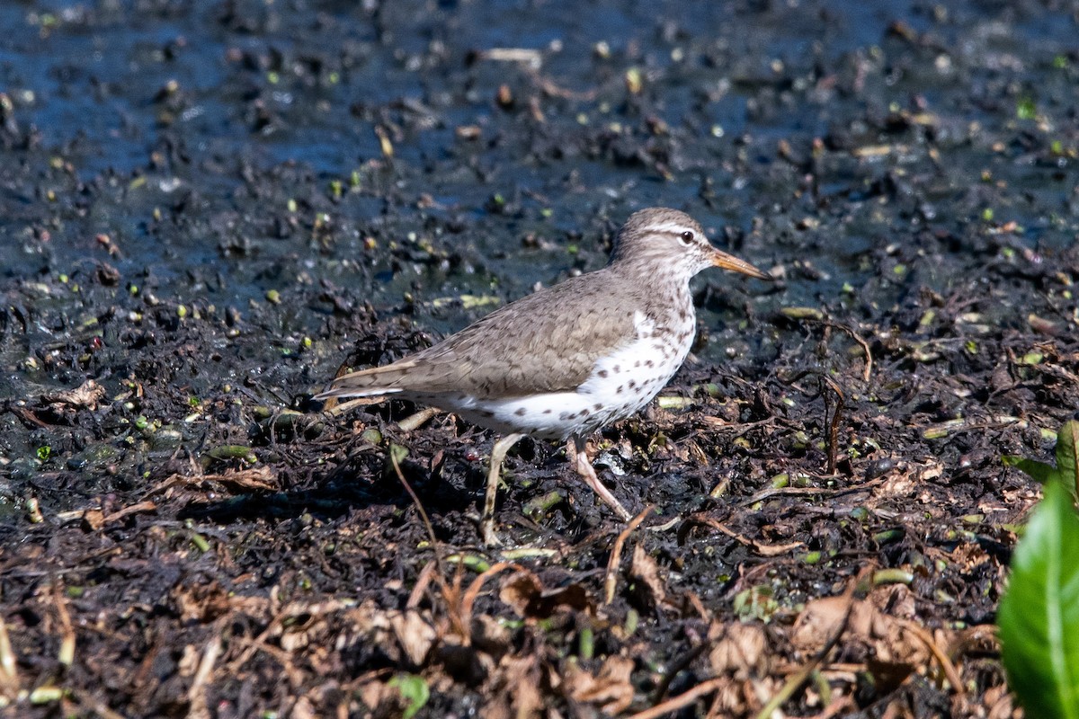 Spotted Sandpiper - ML567185961