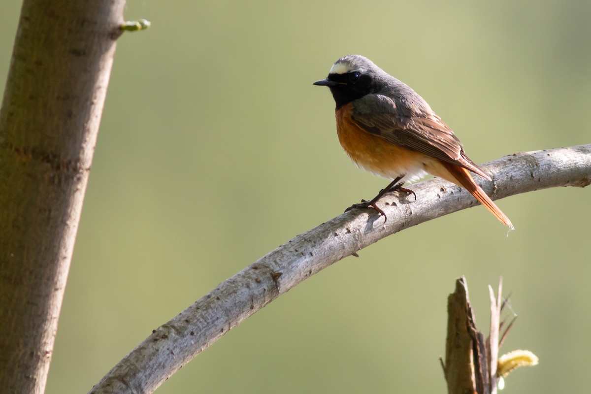 Common Redstart - ML567186291