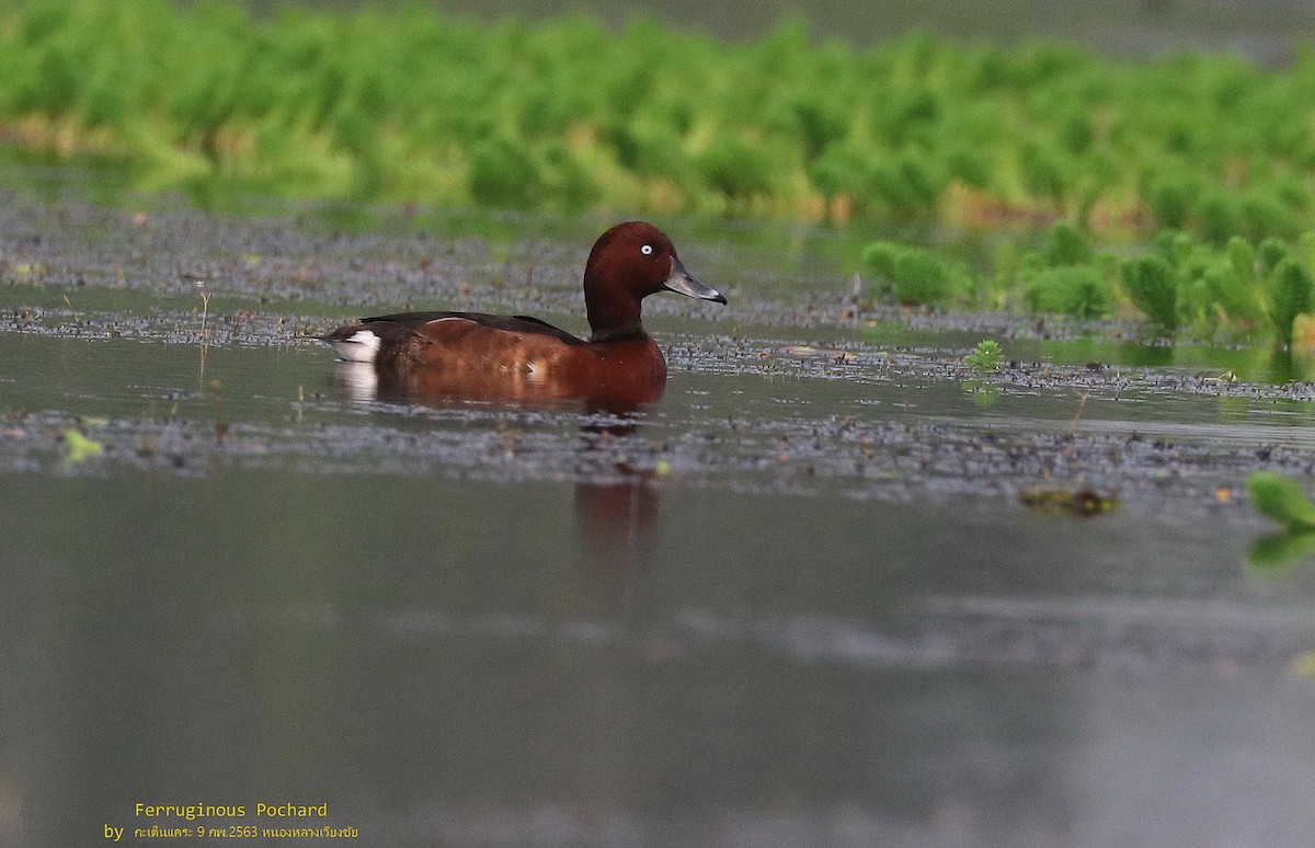 Ferruginous Duck - ML567186951