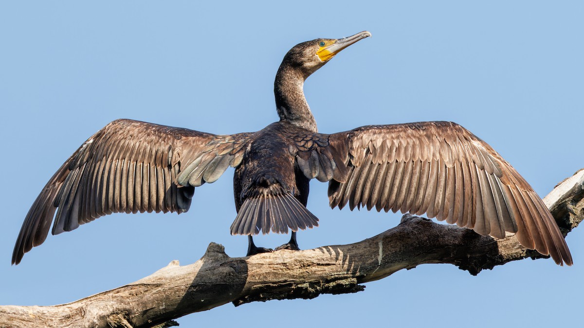 Great Cormorant - ML567186961