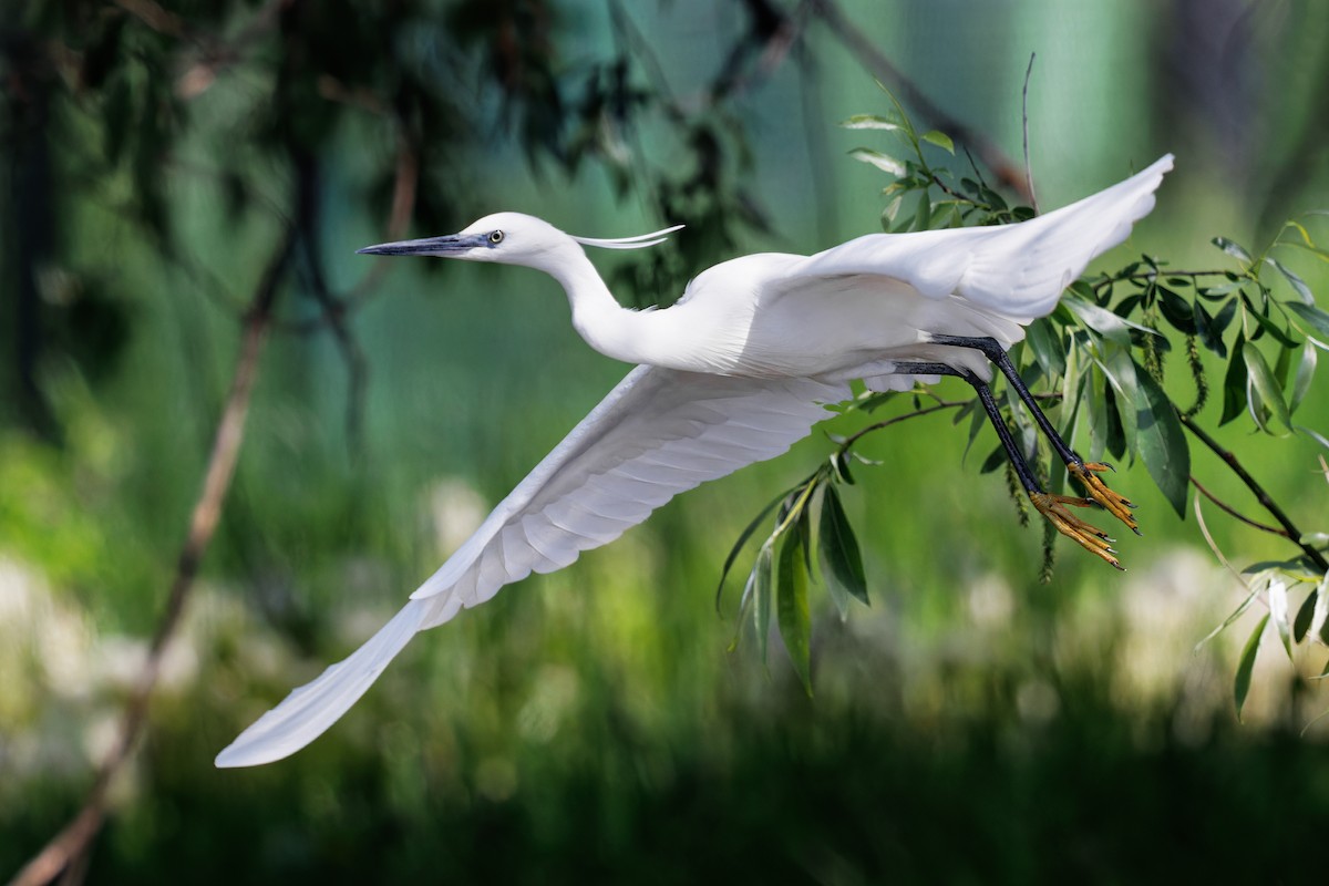 volavka stříbřitá - ML567187081