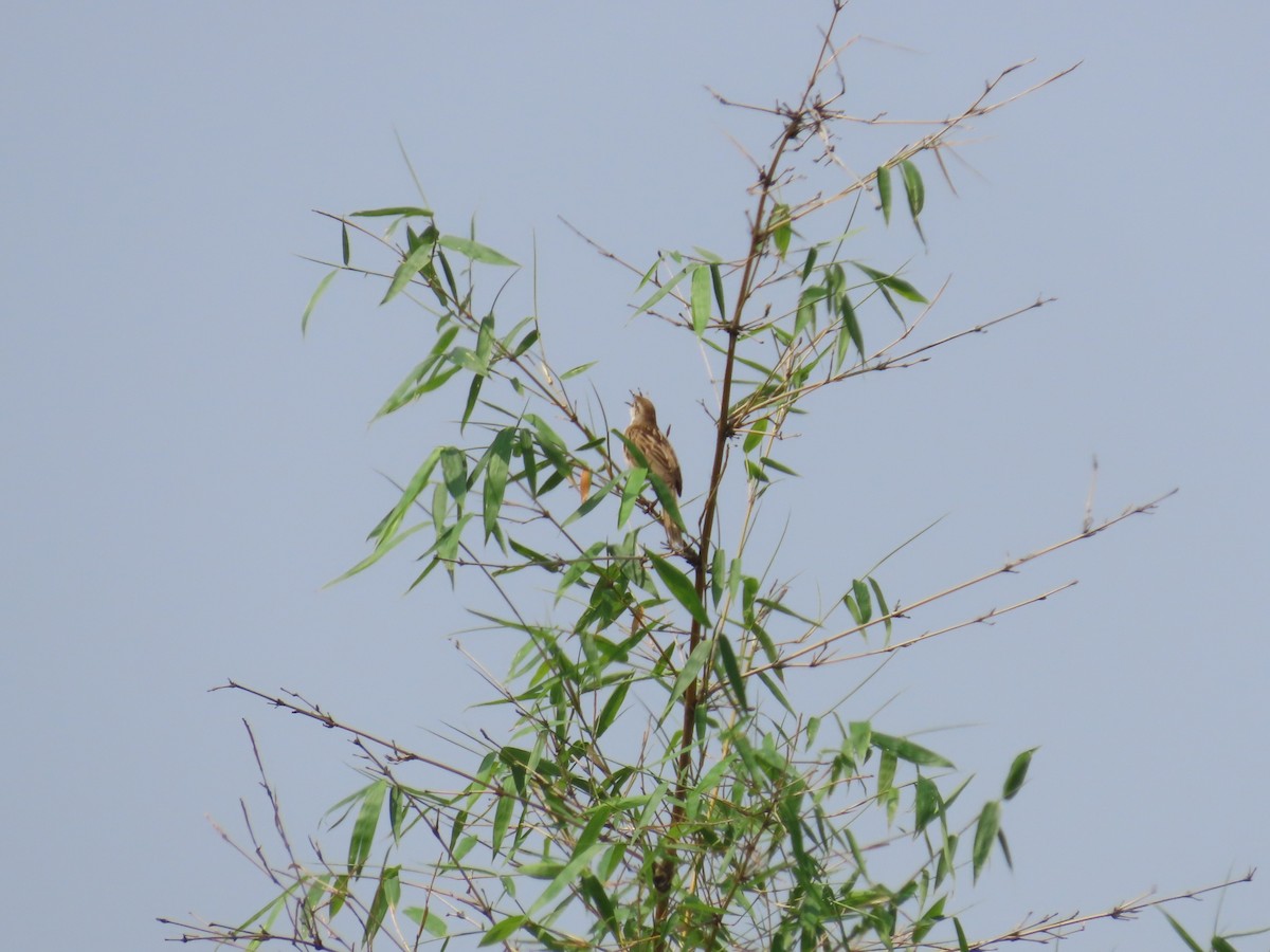 Striated Grassbird - ML567187331