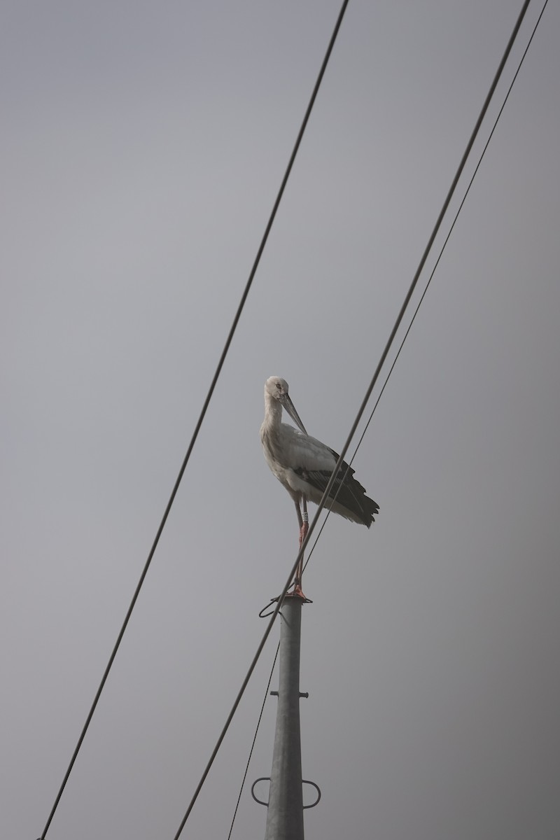 Schwarzschnabelstorch - ML567187451