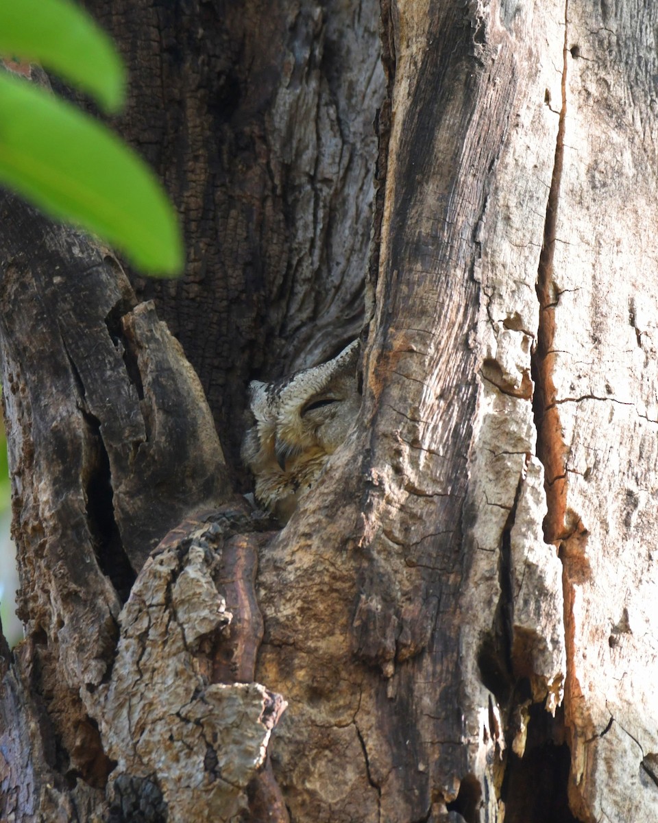 Indian Scops-Owl - Partha Saradhi Allam