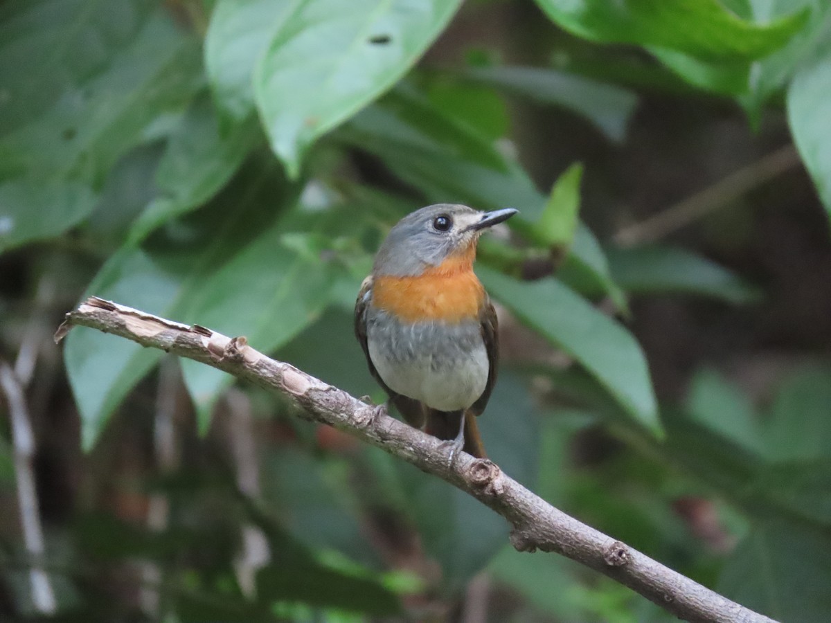 White-bellied Blue Flycatcher - Mittal Gala