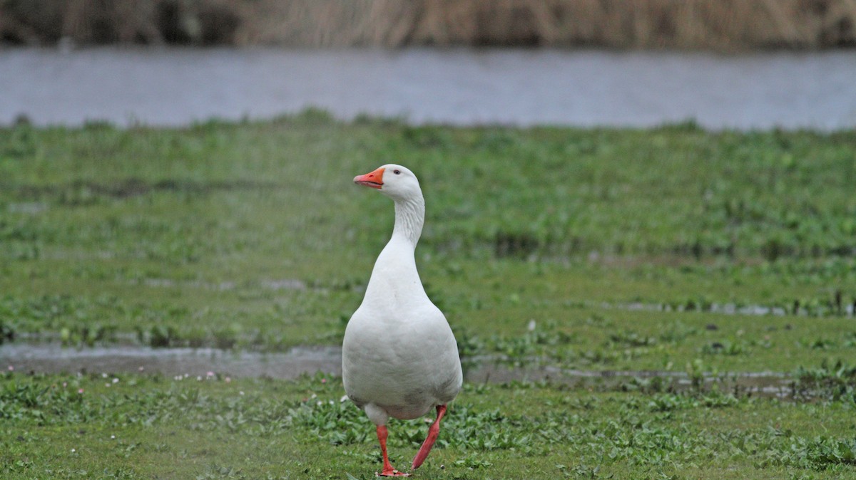 Graylag Goose (Domestic type) - ML567188731