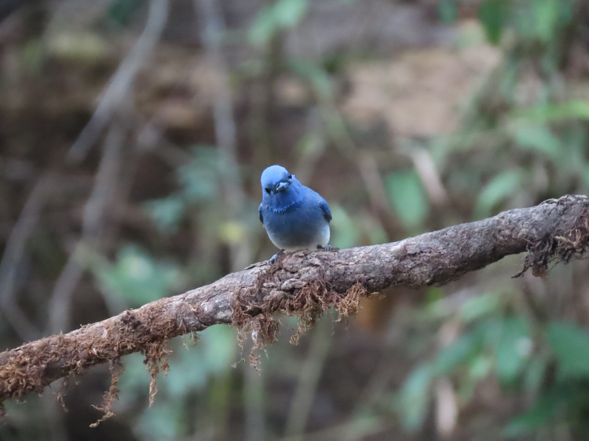 Black-naped Monarch - ML567188751