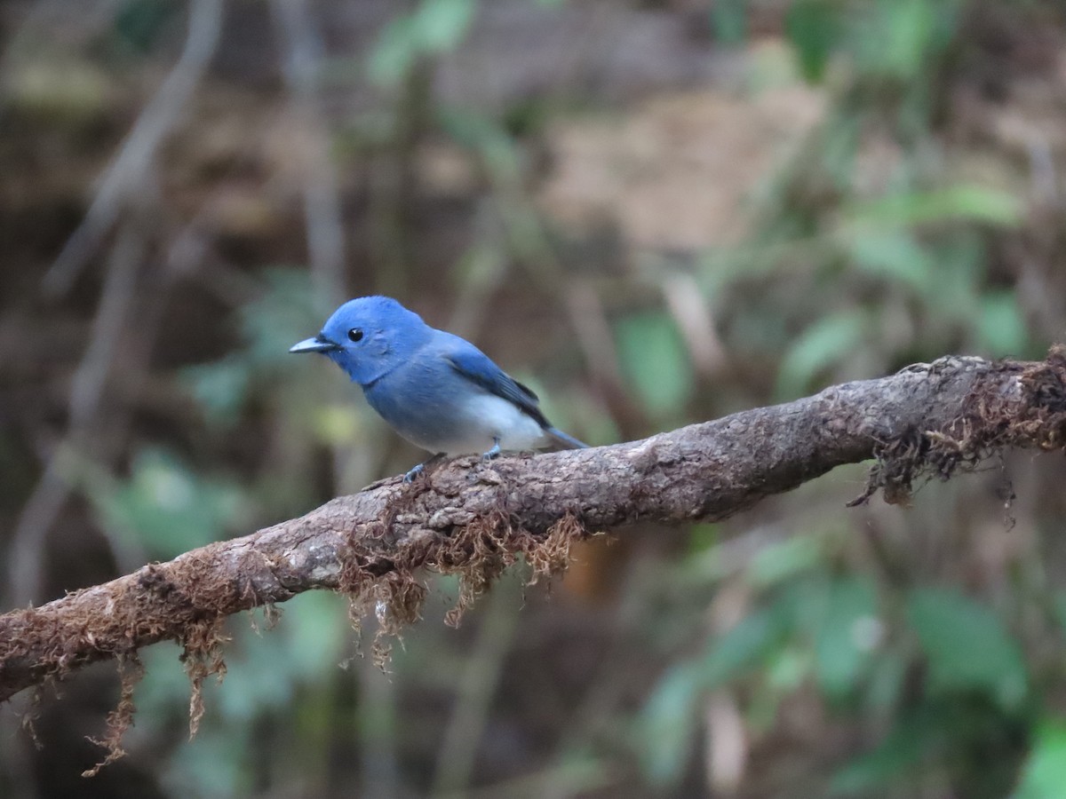 Black-naped Monarch - Mittal Gala