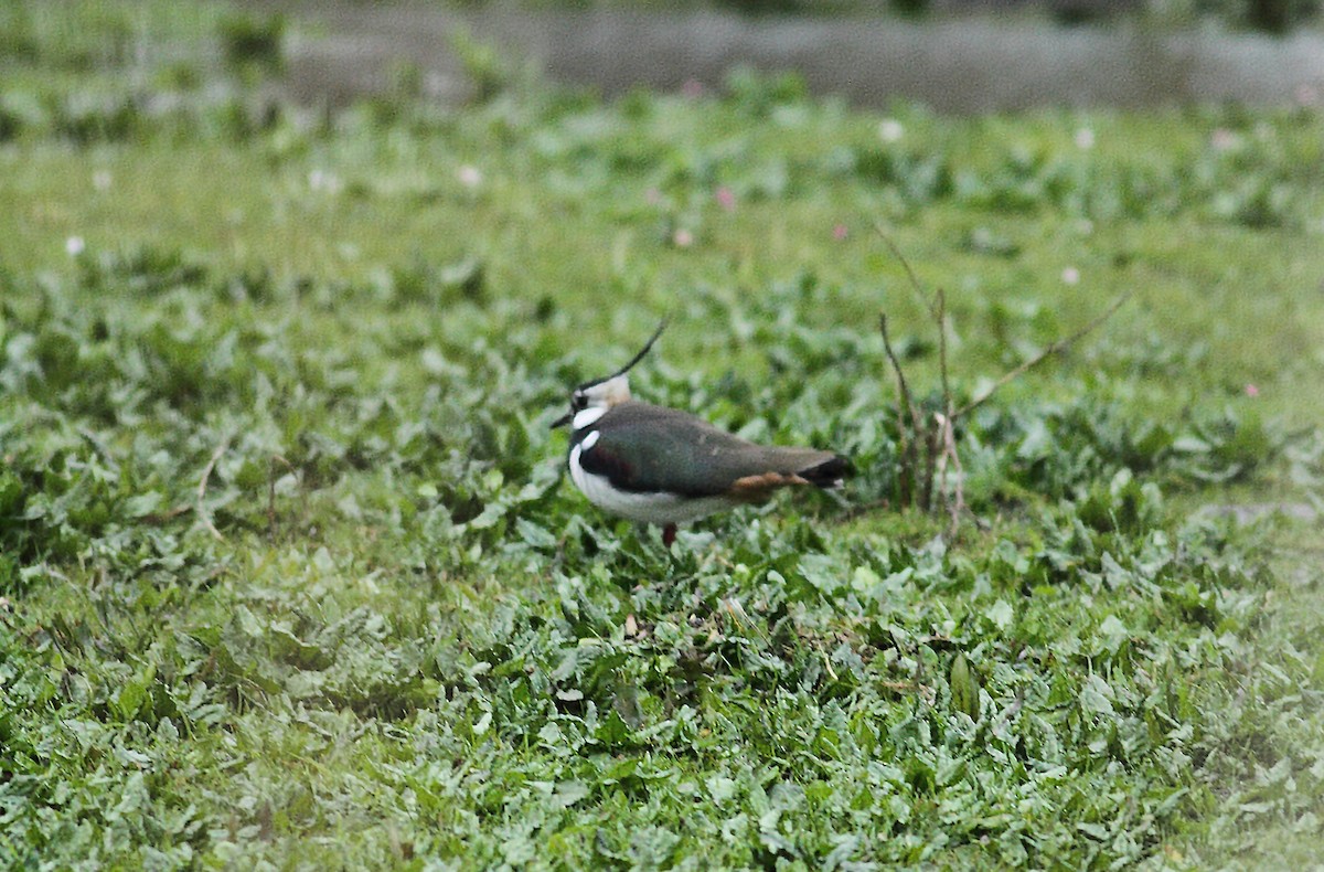 Northern Lapwing - ML567188771
