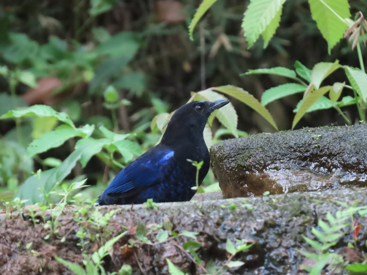 Малабарская синяя птица - ML567188811