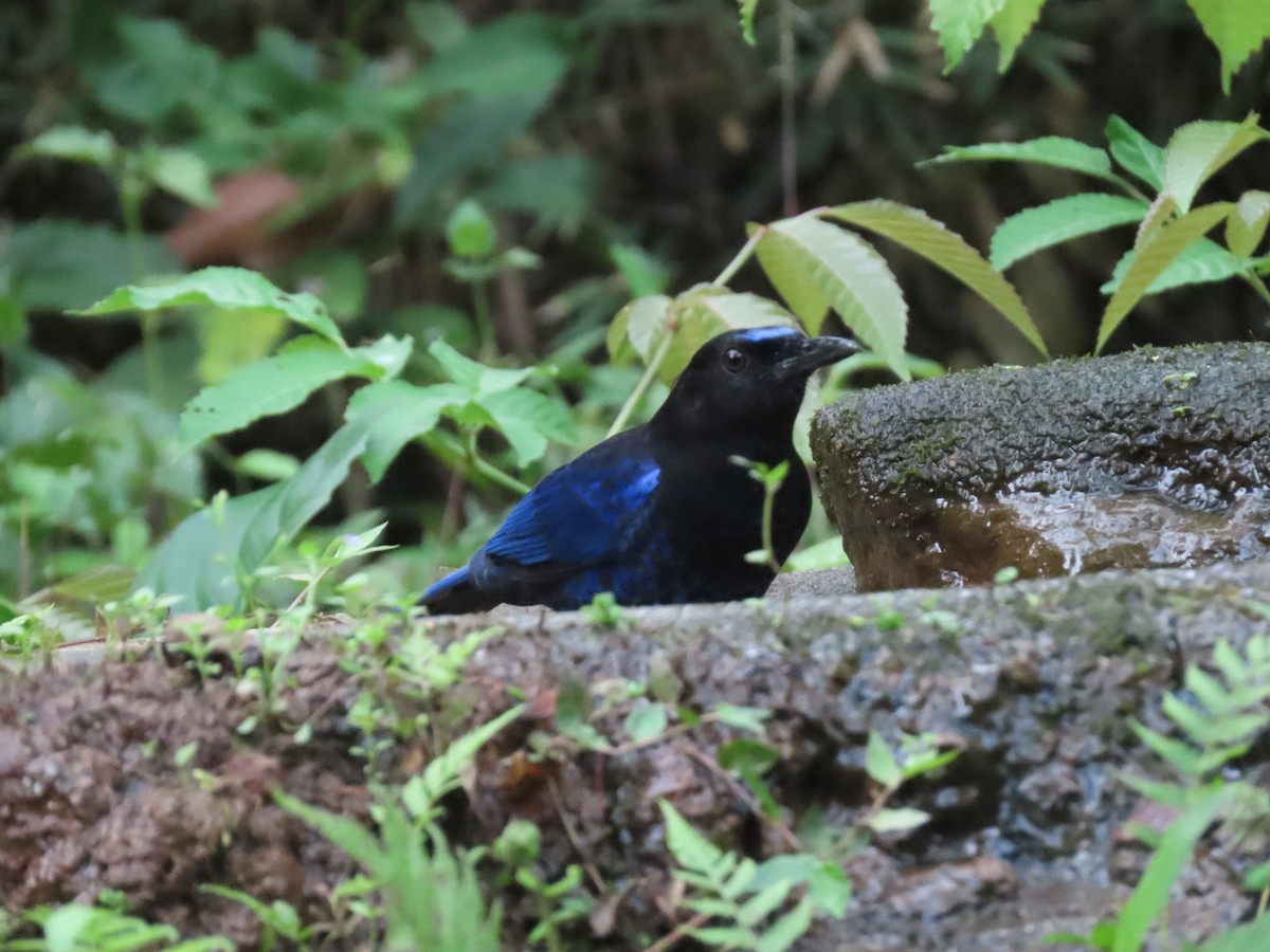 Малабарская синяя птица - ML567188821