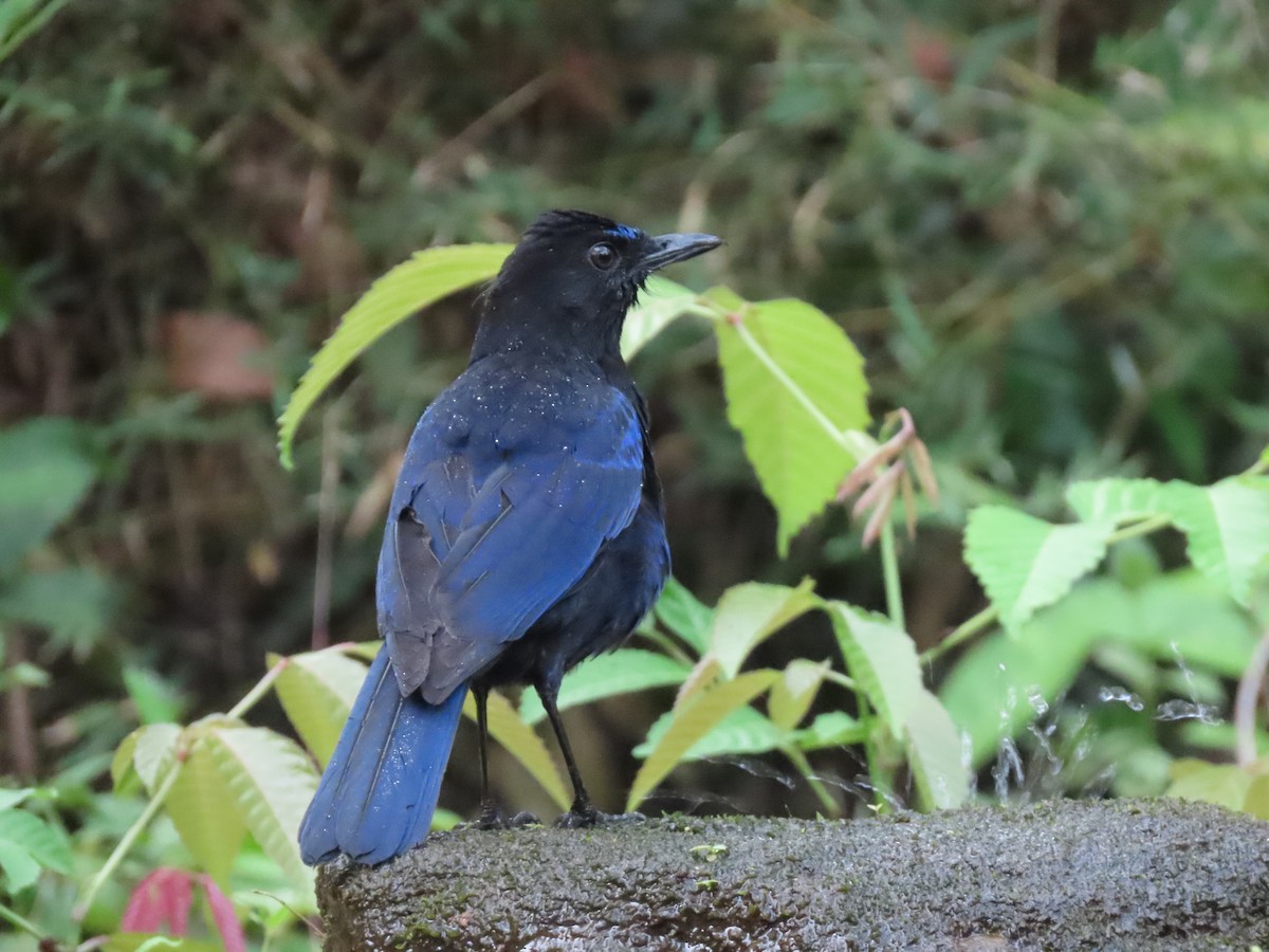 Малабарская синяя птица - ML567188831