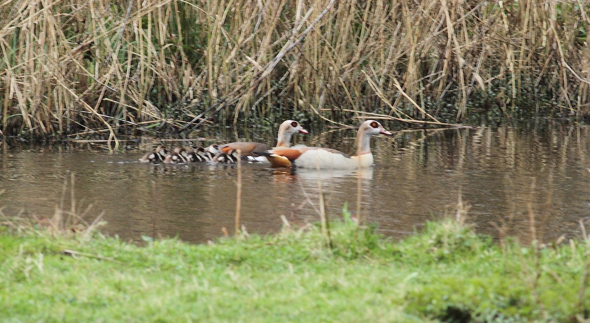 Egyptian Goose - ML567188871