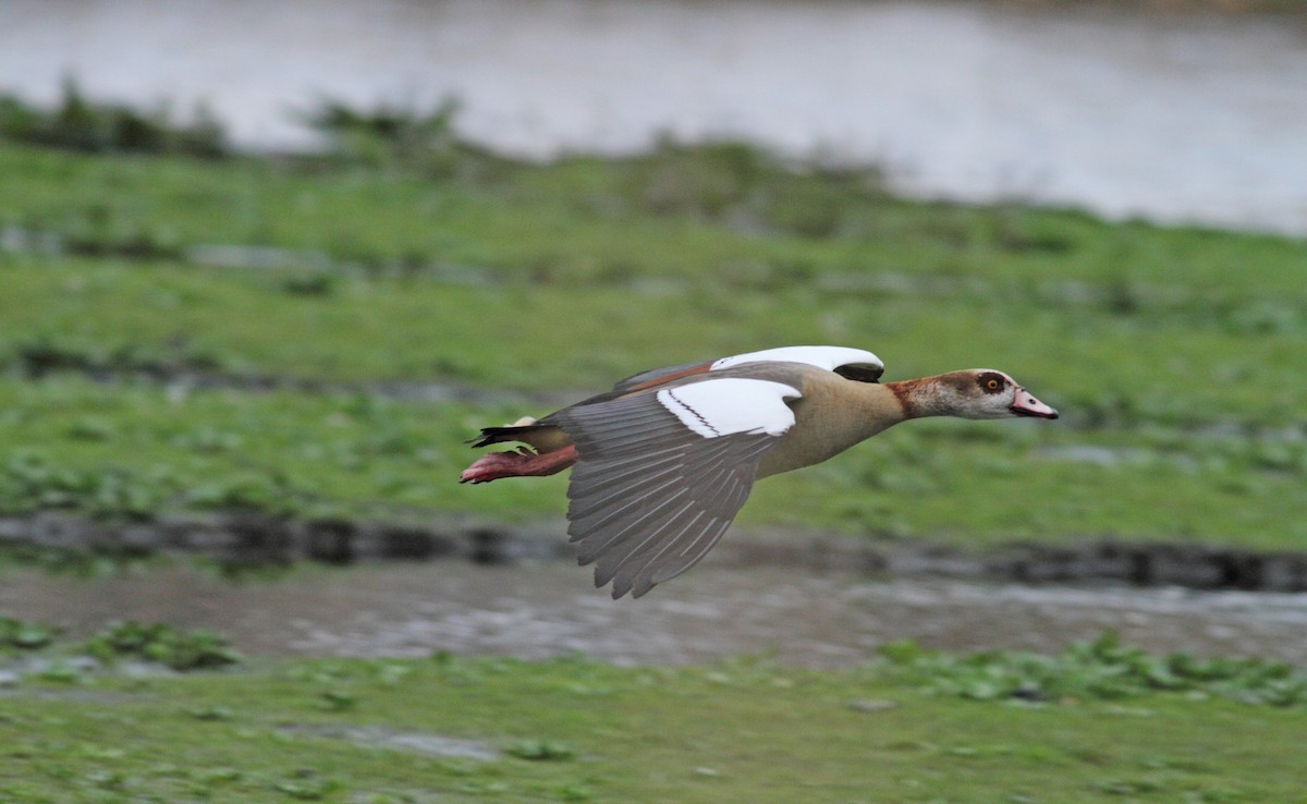 Egyptian Goose - ML567188881