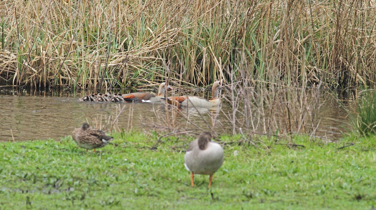 Egyptian Goose - ML567188891