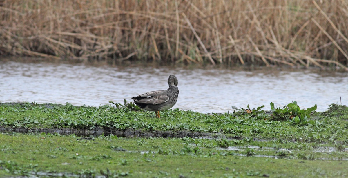 Gadwall - ML567188951