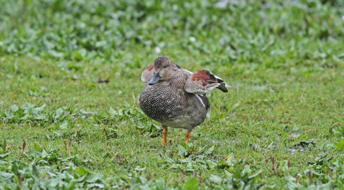 Gadwall - ML567188961