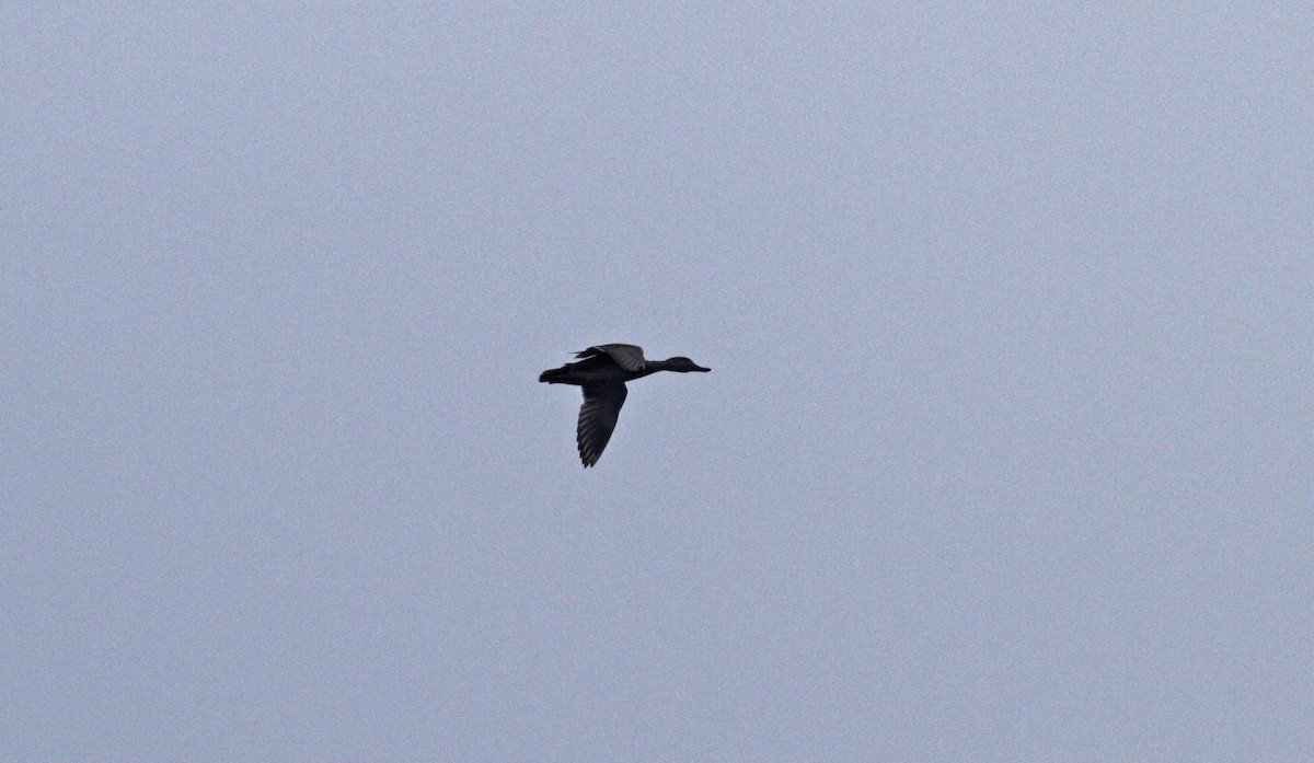 Gadwall - ML567188981
