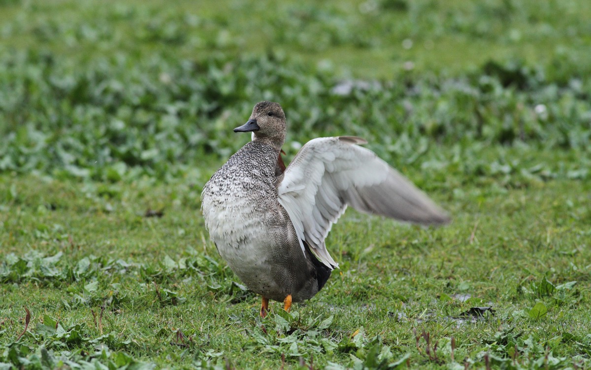 Gadwall - ML567188991