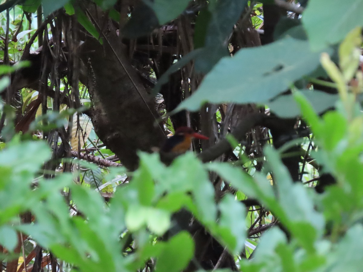 Black-backed Dwarf-Kingfisher - Mittal Gala