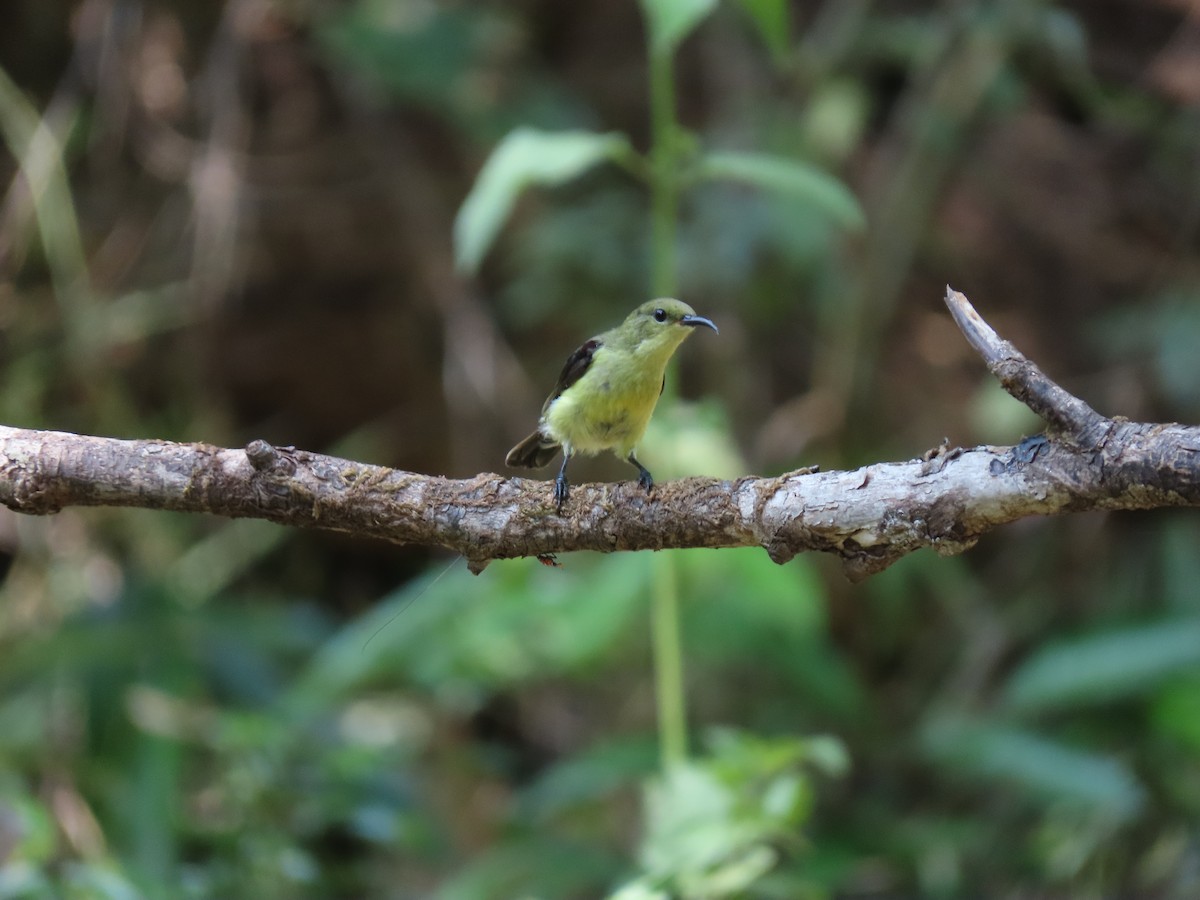 Crimson-backed Sunbird - Mittal Gala