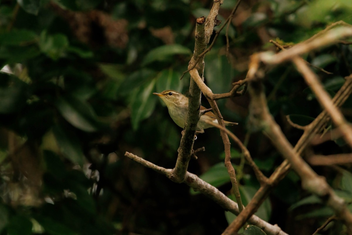 Kamchatka Leaf Warbler - ML567189411