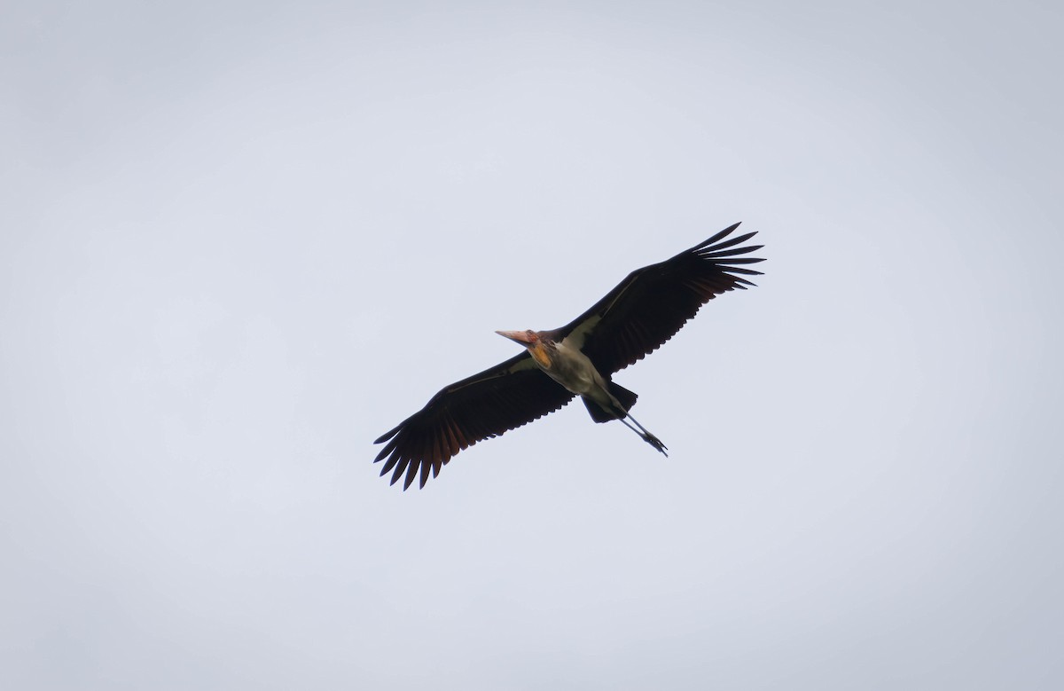 Lesser Adjutant - ML567189621