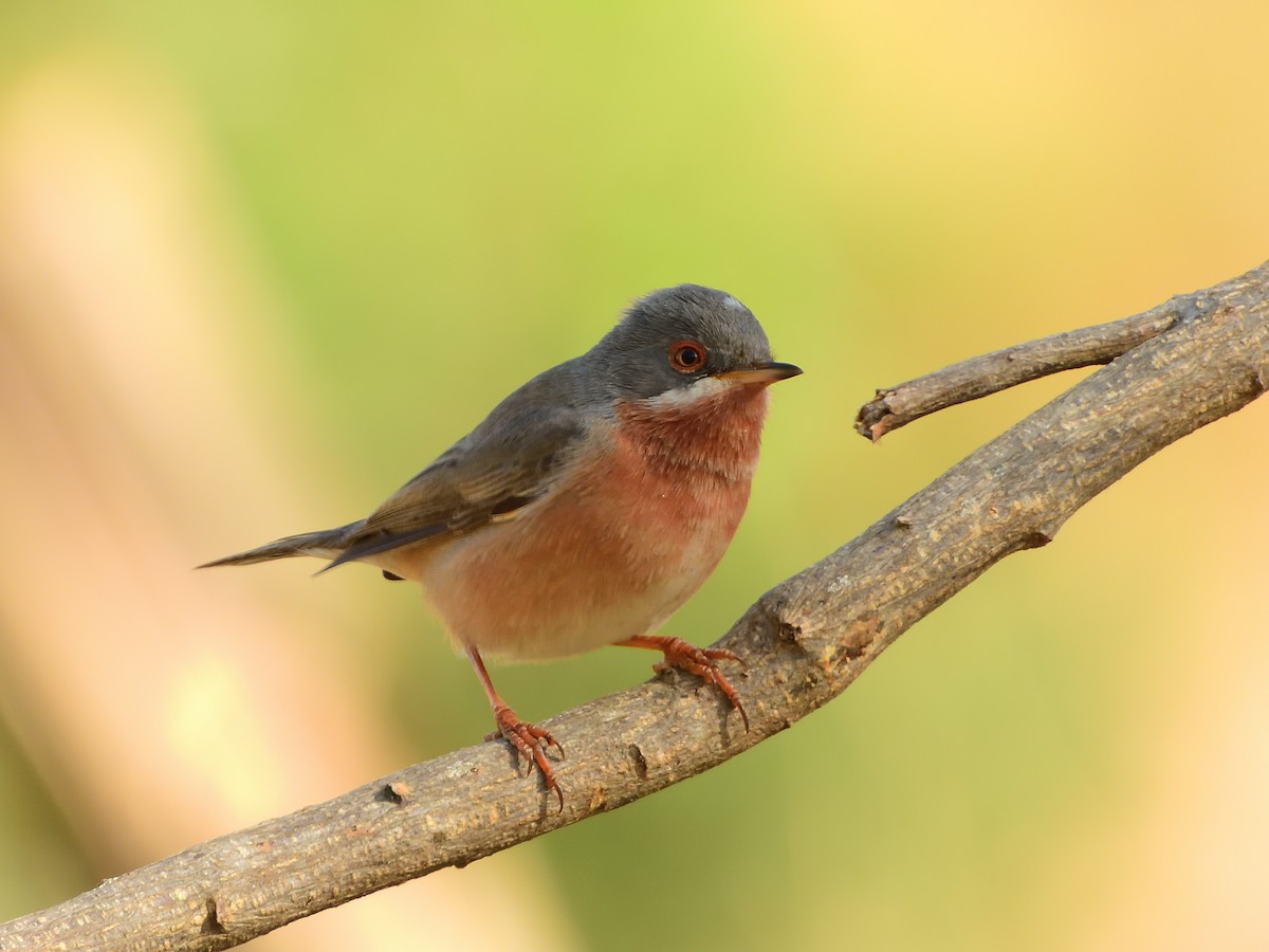 Western Subalpine Warbler - ML567189761