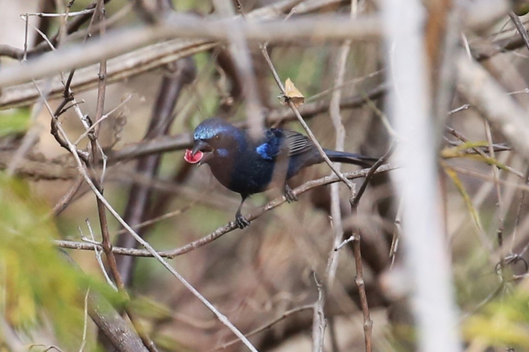 Blue Bunting - ML567189911