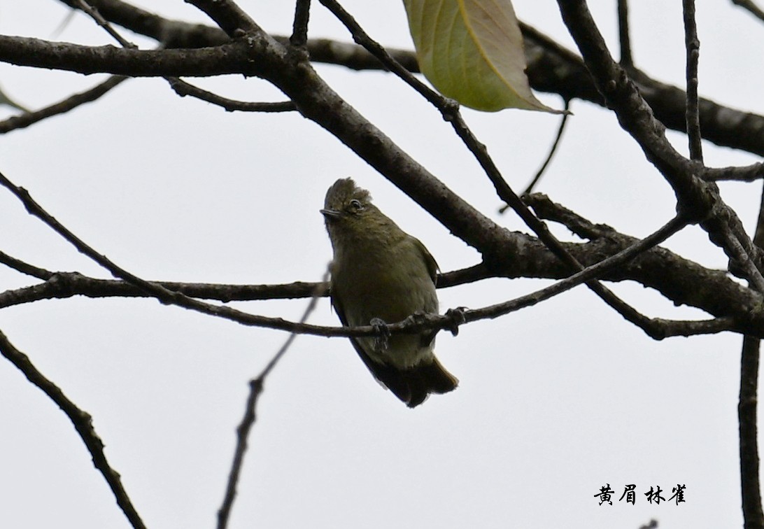 Yellow-browed Tit - ML567190691