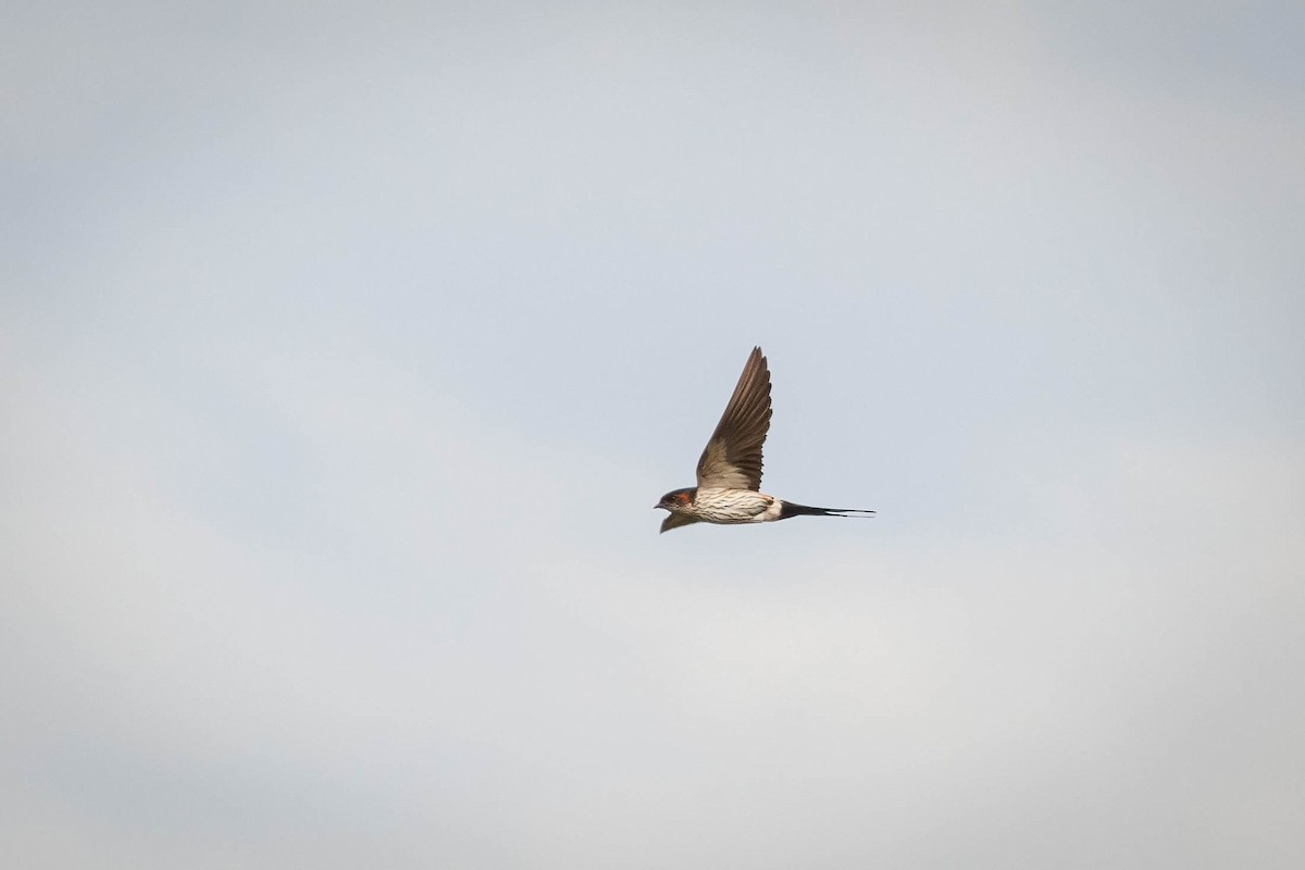 Eastern Red-rumped Swallow (Striated) - ML567190991
