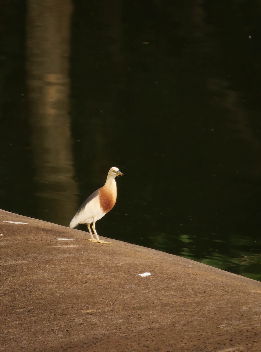 Javan Pond-Heron - ML567191011