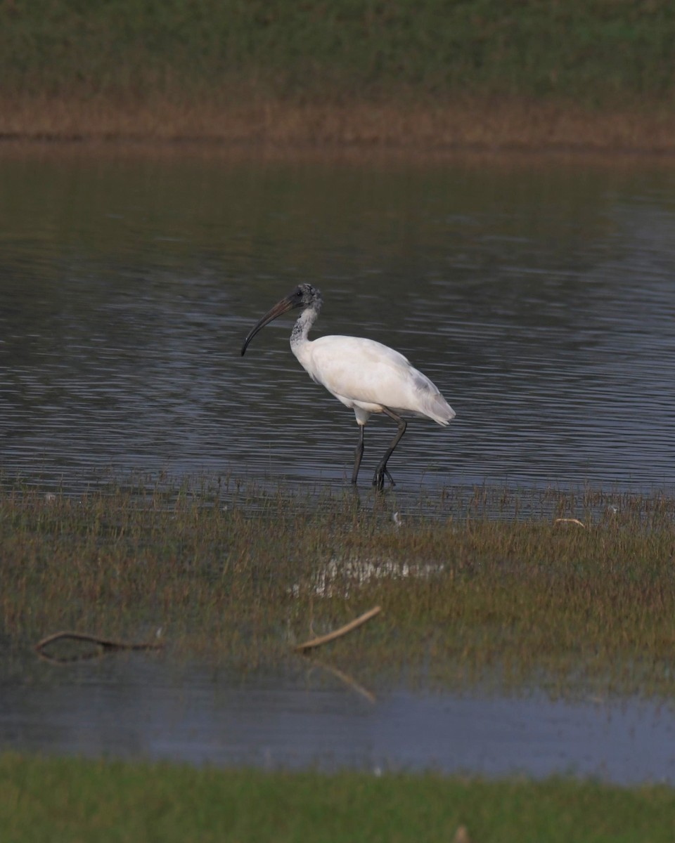 Black-headed Ibis - ML567191101