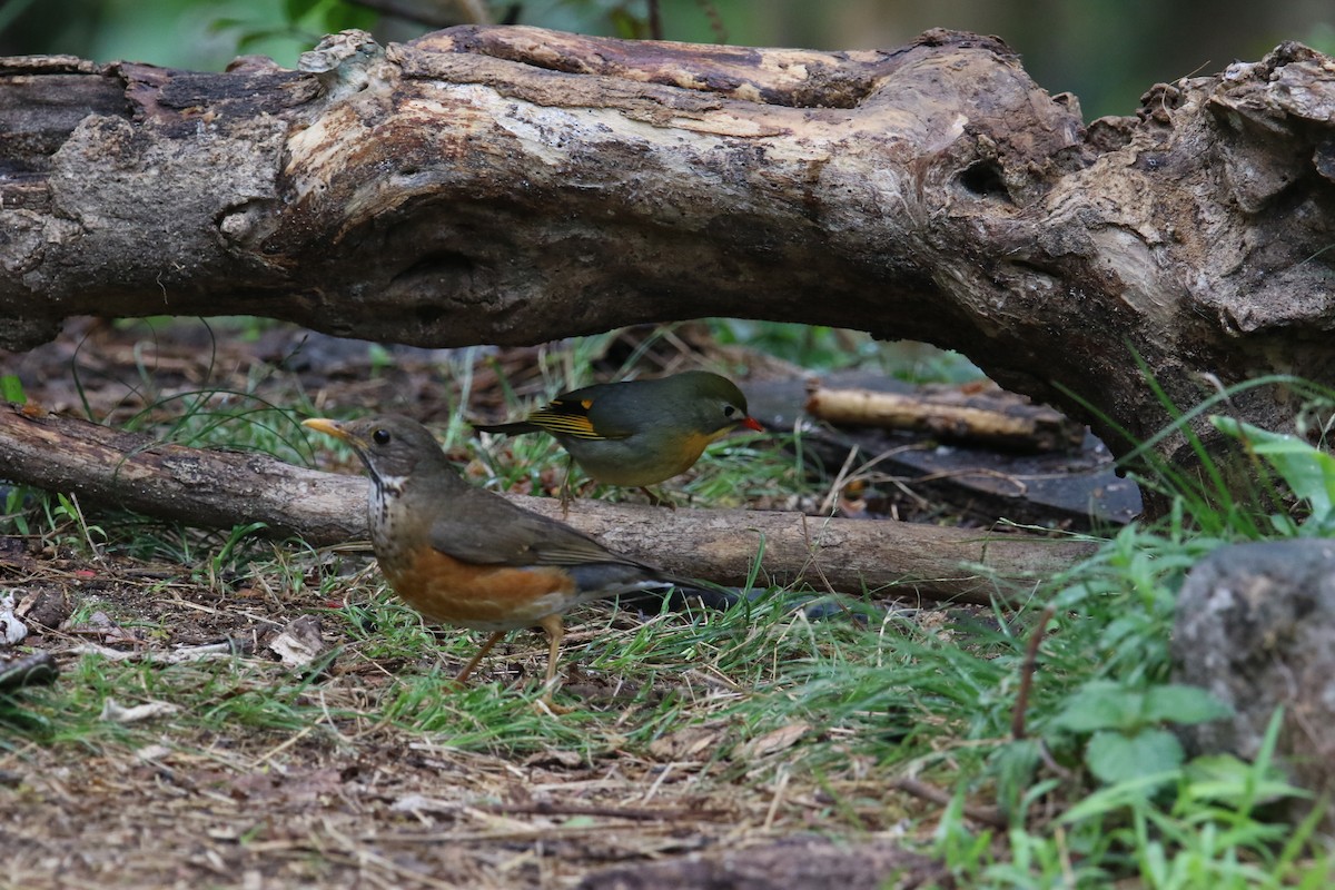 Red-billed Leiothrix - ML567191581