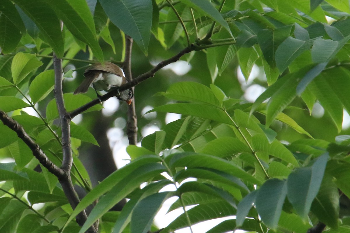 Paradoxornis à tête grise - ML567193541