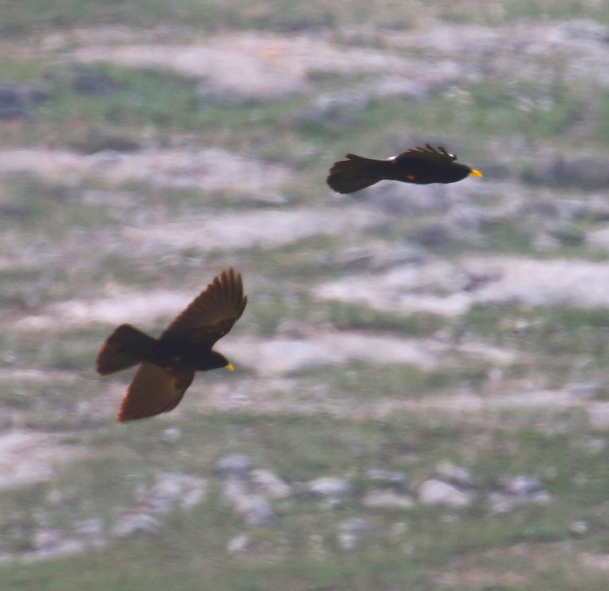 Yellow-billed Chough - ML567194841