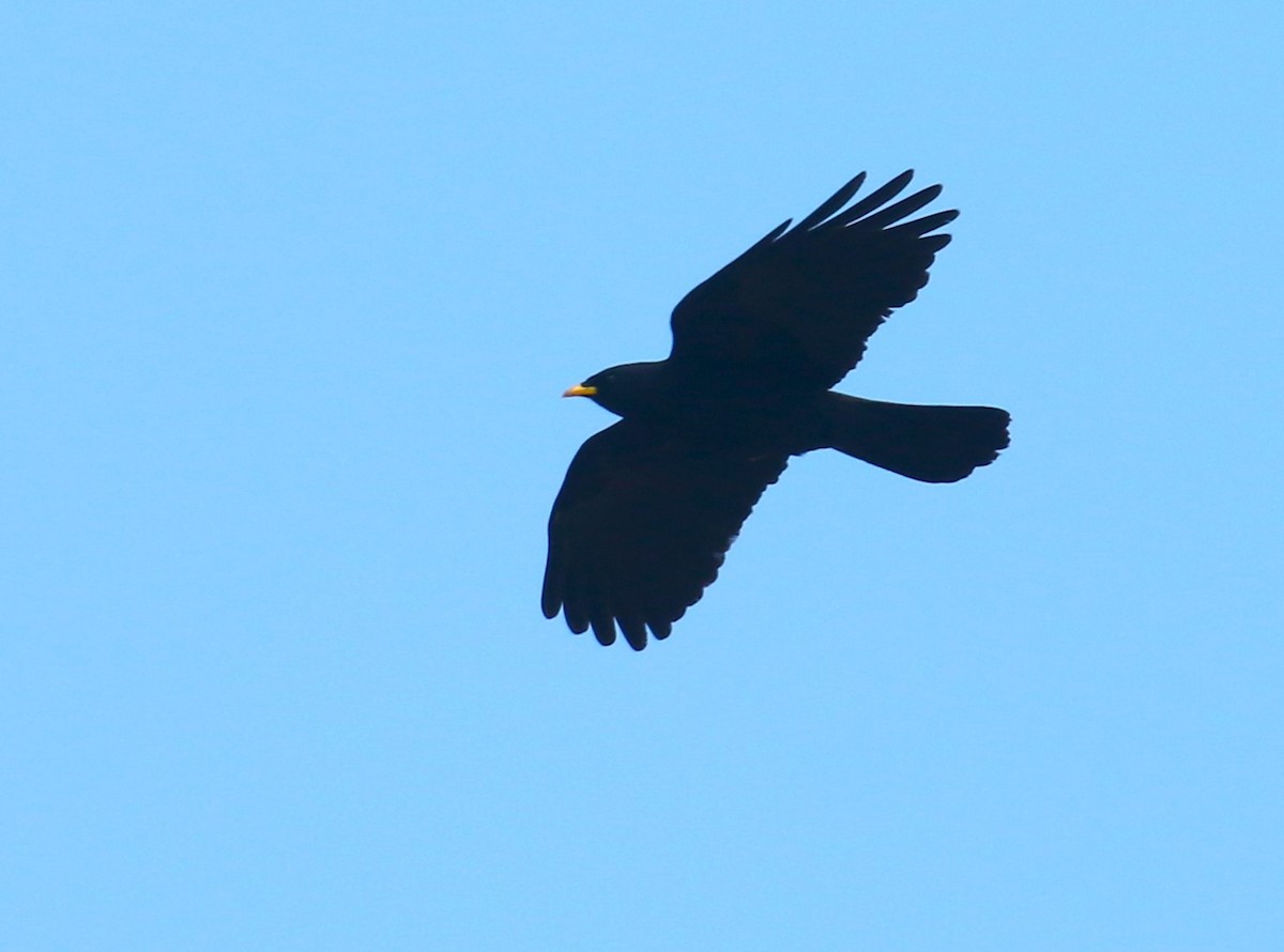 Yellow-billed Chough - ML567194851