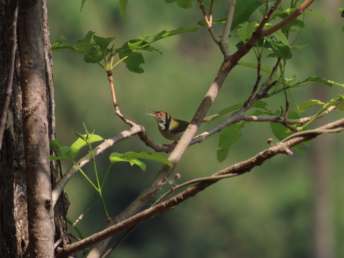 Common Tailorbird - ML567195001