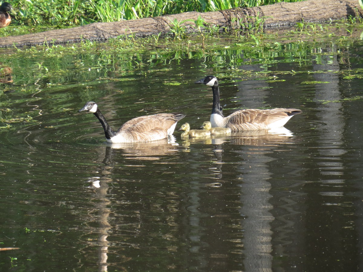 Canada Goose - ML56719511