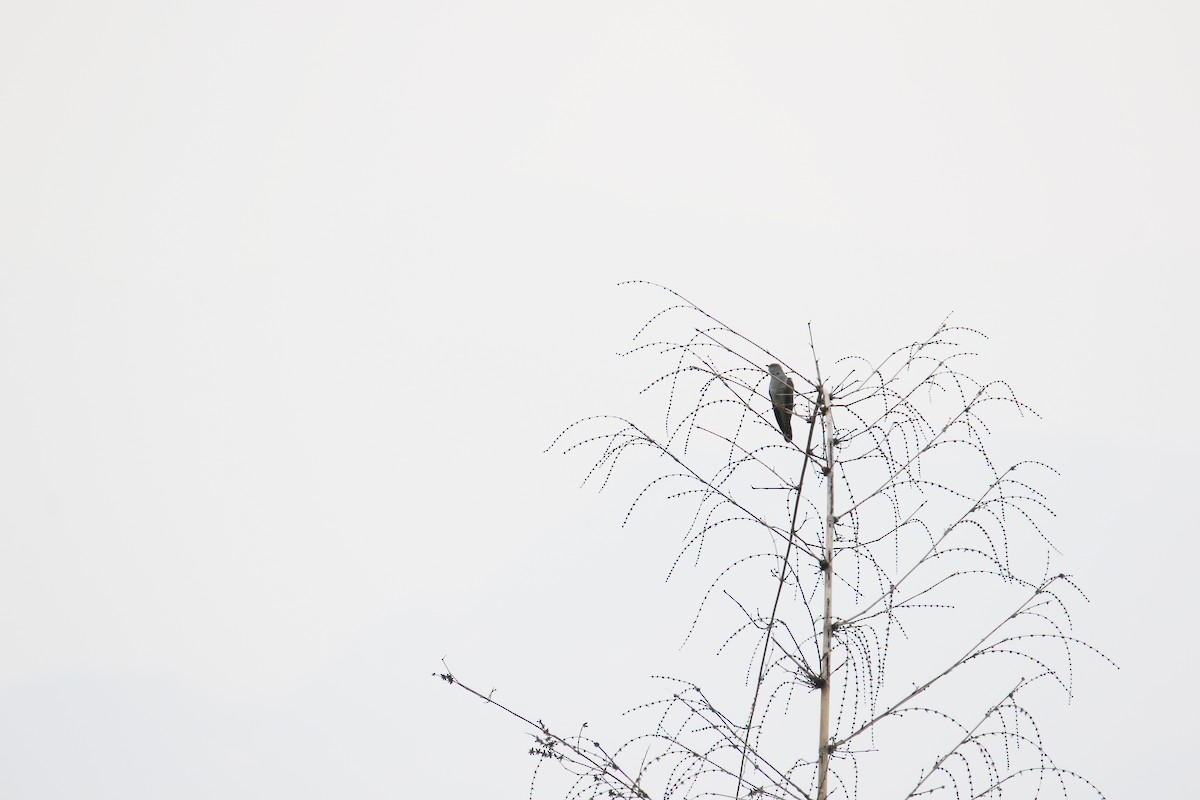 Common Cuckoo - Kuang-Ping Yu