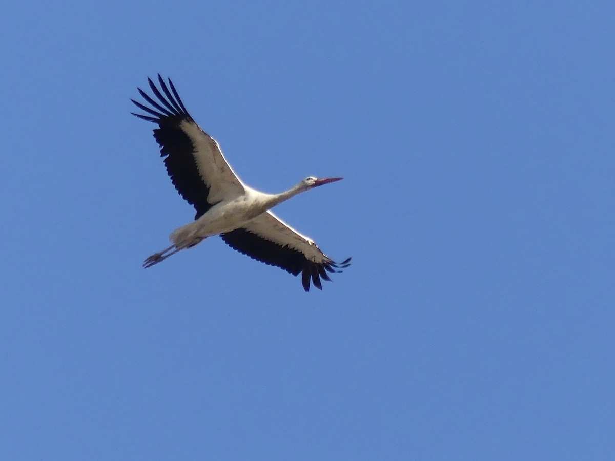 Cigogne blanche - ML567196151