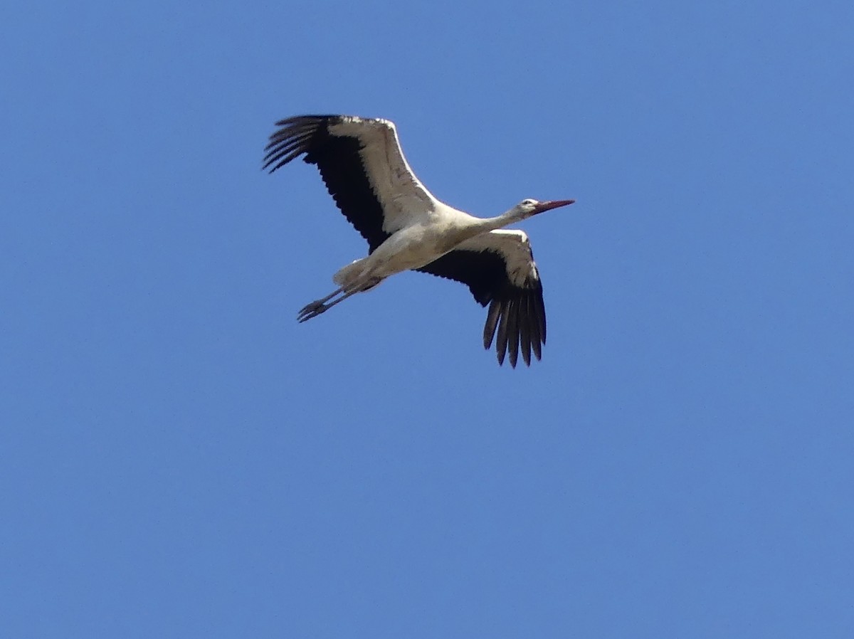 Cigogne blanche - ML567196161